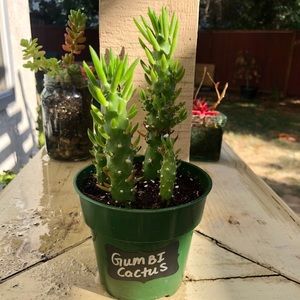 **Gumbi cactus - 4 inch pot. Rooted - 2 for 1 special